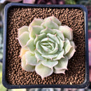 Echeveria 'Love Wave' Hybrid of 'Simulans' x 'Captain Hayes' 1" New Hybrid Succulent Plant