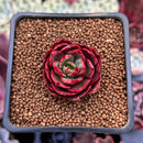 Echeveria sp. 1" Air Magic Hybrid Succulent Plant
