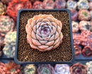 Echeveria 'Charlesrose' 1"-2" Succulent Plant