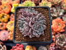 Echeveria 'Purple Lydia' 2" Cluster Succulent Plant