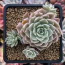 Echeveria 'Margaret' Variegated 3" Cluster Succulent Plant