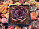 Echeveria 'Dark Chocolate' 2" New Hybrid Succulent Plant