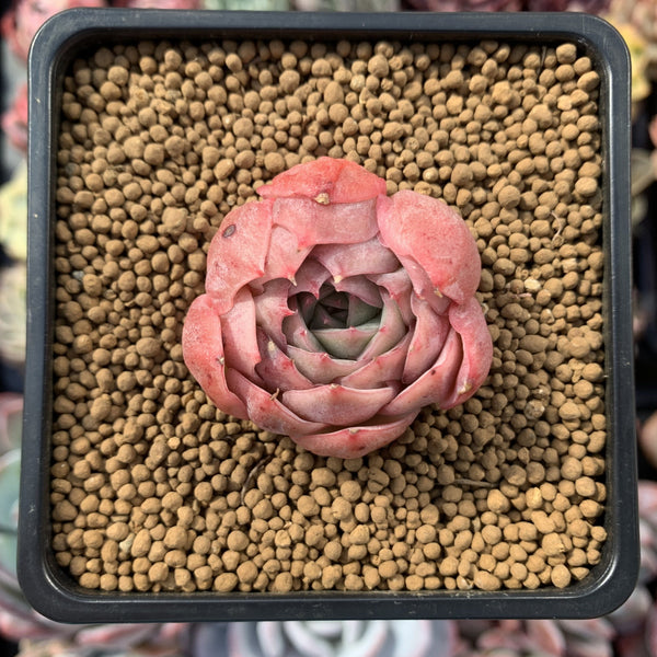 Echeveria 'Pink Noveau' 1" Succulent Plant