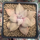 Echeveria 'Xichuensis' 2" Succulent Plant
