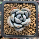 Echeveria 'Ivory' 1" Succulent Plant