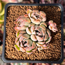 Echeveria 'Cream Grape' 2" Cluster Seed-Grown Succulent Plant