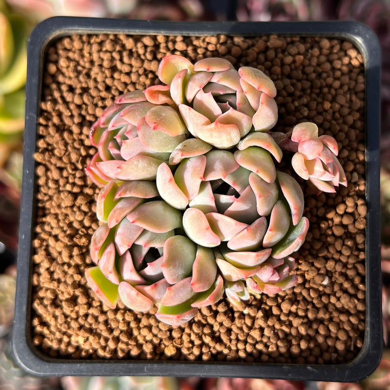 where can you buy succulent seeds Echeveria 'Cream Grape' 2" Cluster Seed-Grown Succulent Plant – True Succulents Plant Co