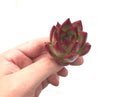 Echeveria Agavoides ‘Red Ebony’ Super Clone 1"-2" Rare Succulent Plant