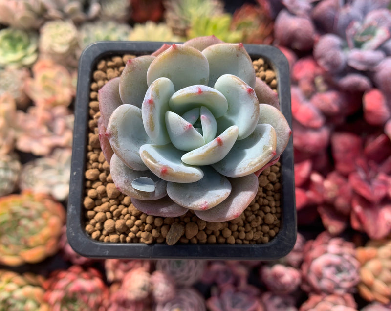 Echeveria 'Icy Purple' 2