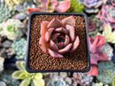 Echeveria 'Lilacina' x 'Rubin' Hybrid 1" New Hybrid Succulent Plant
