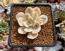 Echeveria Runyonii Variegated (Aka Echeveria 'Akaihosi' Variegated) 2" Succulent Plant