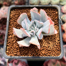 Echeveria 'Pignose' *Not E. Trumpet Pinky* 2" Succulent Plant