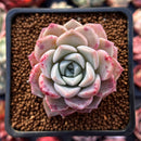 Echeveria 'Pink Spot' 2" Succulent Plant