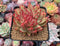 Echeveria Agavoides 'Challenger' Crested 4"-5" Succulent Plant