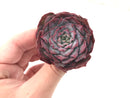 Echeveria 'Lovely' 2"-3" Succulent Plant