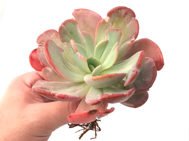 Copy of Echeveria 'Beserk' Variegated Extra Large 7"+ Succulent Plant