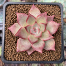 Echeveria 'Cherry Blossom' 1"-2" New Hybrid Succulent Plant