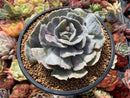 Echeveria 'Lilacina' Variegated/Mutated 4" Succulent Plant