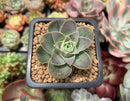 Greenovia 'El Hiero' 1" Succulent Plant