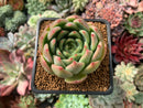 Echeveria 'Bradley' 2" Succulent Plant