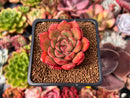 Echeveria 'Primiere' 1" Succulent Plant