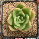Echeveria Agavoides 'Ringo Star' 2"-3" Succulent Plant
