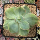 Echeveria 'Hakuhou' Variegated 3" Succulent Plant