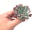 Echeveria 'Trumpet Pinky' 2"-3" Succulent Plant