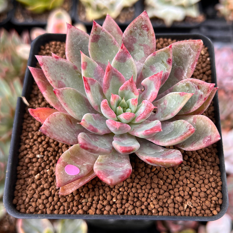 changhee succulent Echeveria 'Cherry Drop' 2" New Changhee Hybrid Succulent Plant