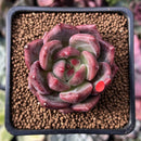 Echeveria 'Charlotte' 2" Succulent Plant