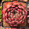 Echeveria Agavoides 'Deep Red' 4" New Hybrid Succulent Plant