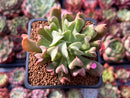 Echeveria 'Black Hawk' 2" Succulent Plant