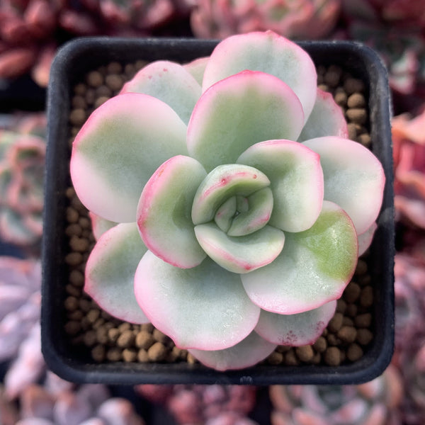 Pachyveria 'Worthy One' Variegated 1