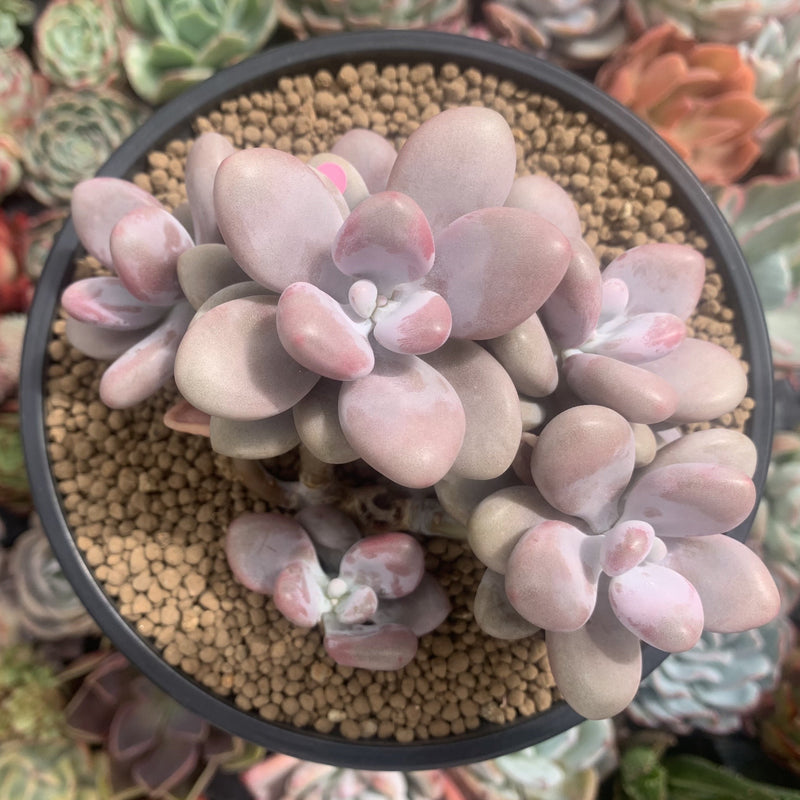 amethyst succulent Graptopetalum 'Amethyst' 5" Cluster Succulent Plant – True Succulents Plant  Co