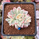 Echeveria 'Mebina' Variegated 2" Succulent Plant