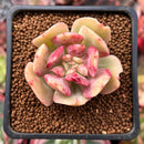 Echeveria 'Blade Runner' 1"-2" Succulent Plant