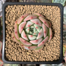 Echeveria 'Maria' 1" Succulent Plant