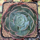 Echeveria 'Muesli' 3" Succulent Plant