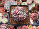 Echeveria 'Purple Lydia' 2" Cluster Succulent Plant