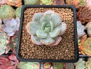 Echeveria 'Soulmint' 1"-2" Powdery Succulent Plant