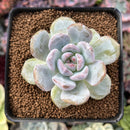 Echeveria 'Orange Monroe' 2" Succulent Plant