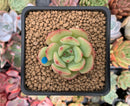 Echeveria 'Black Panther' 1" Succulent Plant
