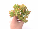 Sedum Cornophyllum Cluster 4"-5” Rare Succulent Plant