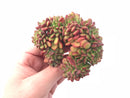 Echeveria Chubbs Crested 3” Rare Succulent Plant