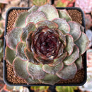 Echeveria 'Black Coco' 3"-4" New Hybrid Succulent Plant
