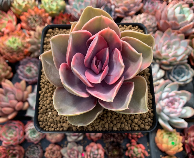 rainbow colored succulents Echeveria 'Rainbow' Variegated 4" Succulent Plant – True Succulents Plant Co