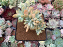 Cremeneria 'Expatriata' (Cremnophila linguifolia x Echeveria amoena ‘Microcalyx’) Crested Cluster 2"-3" Succulent Plant