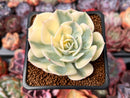 Echeveria 'Compton Carousel' 2" Succulent Plant