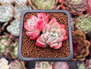 Echeveria sp. Cluster 1" Succulent Plant