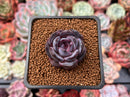 Echeveria 'Odette' 1" Succulent Plant